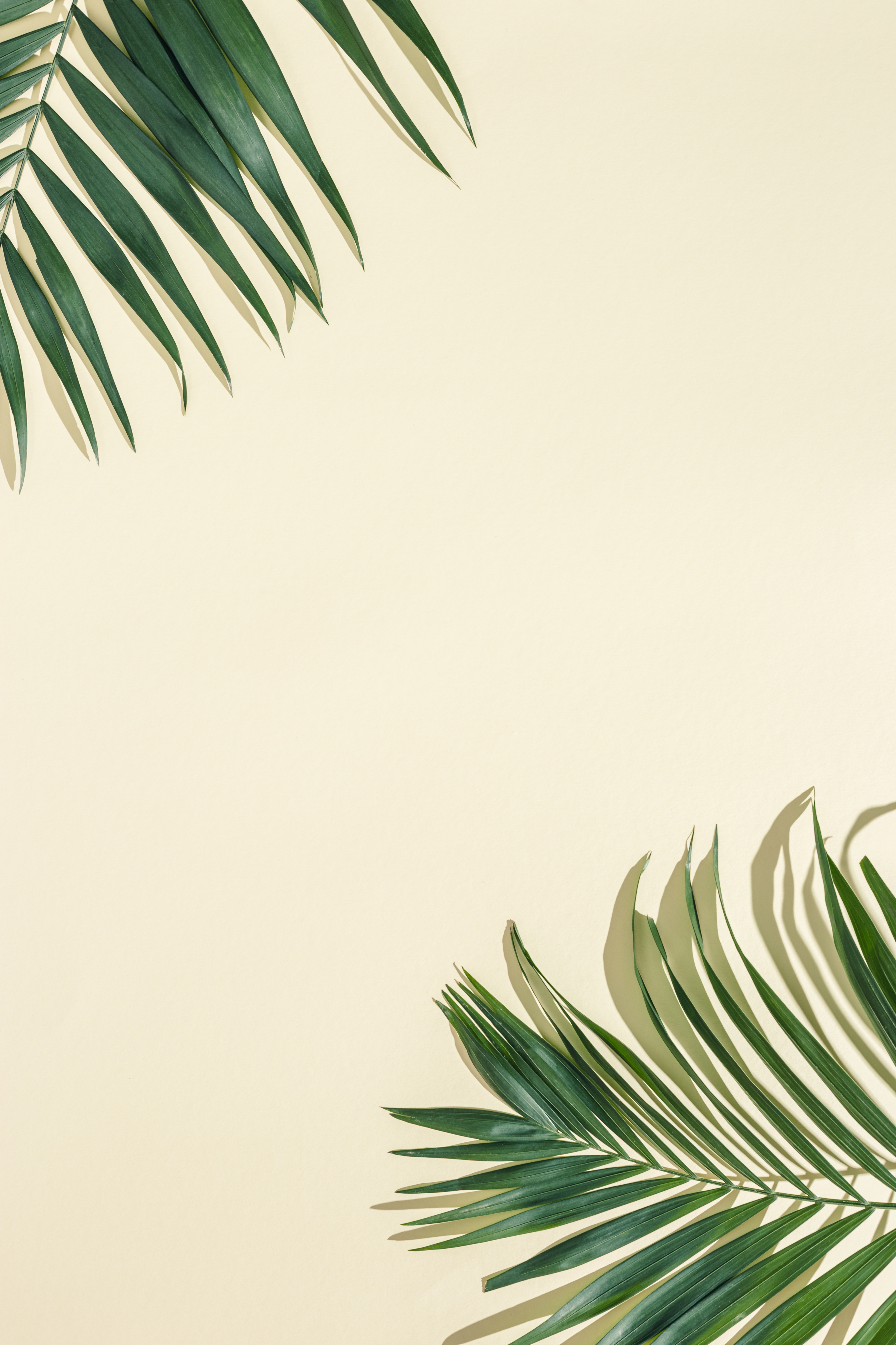 Summer Minimal Background with Natural Green Palm Leaves with Sun Shadows. Pastel Colored Aesthetic Photo