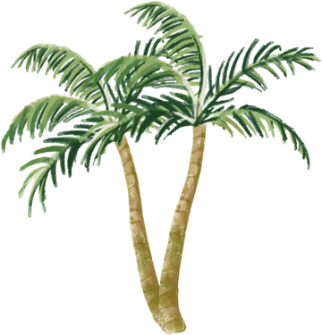 Summer Palm Tree Illustration