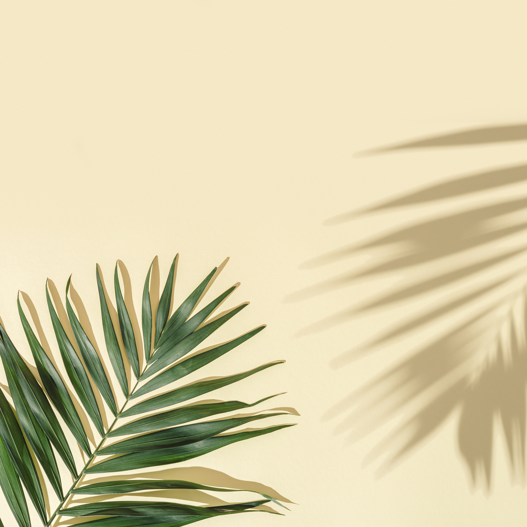 Summer Minimal Background with Natural Green Palm Leaves with Sun Shadows. Pastel Colored Aesthetic Photo