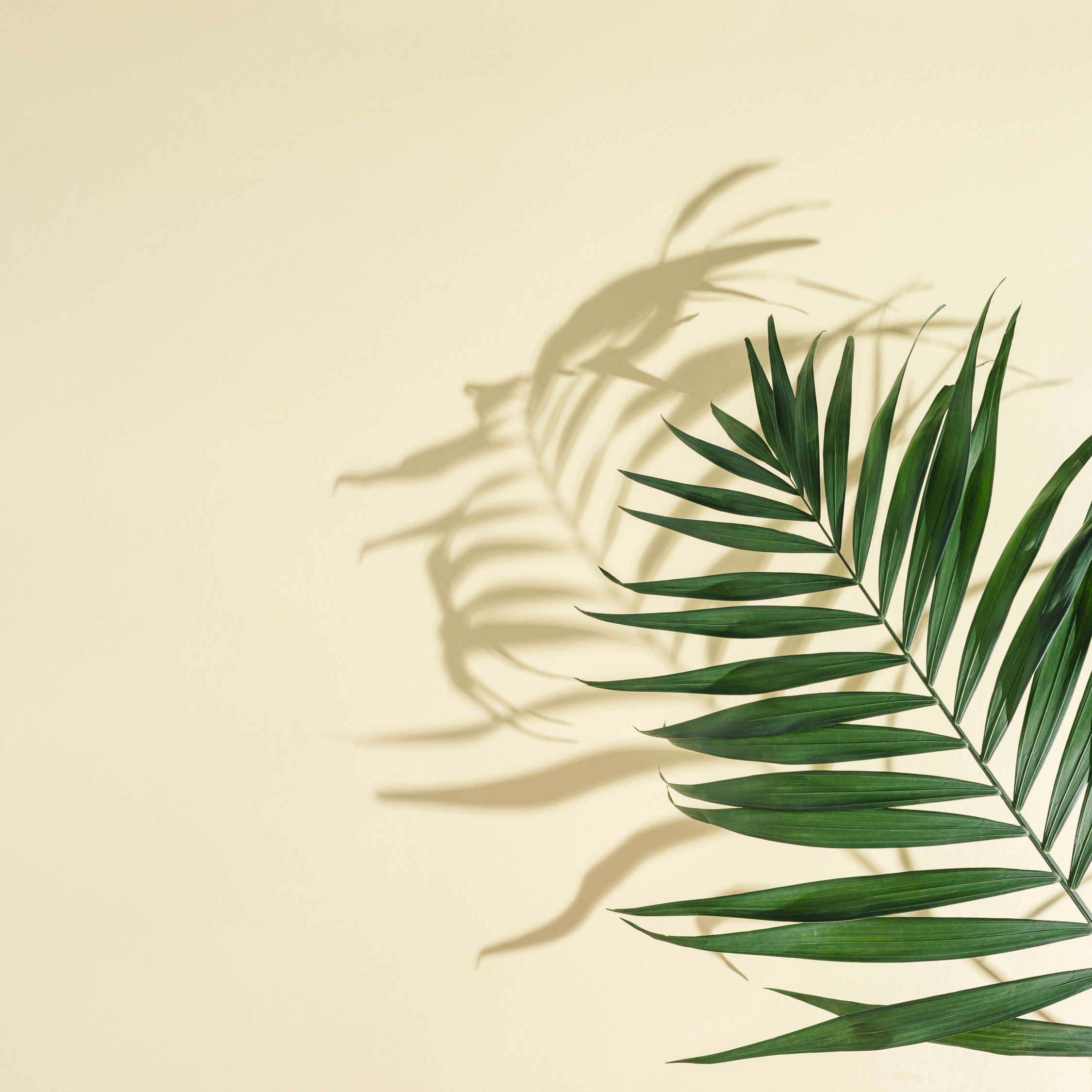 Summer Minimal Background with Natural Green Palm Leaves with Sun Shadows. Pastel Colored Aesthetic Photo